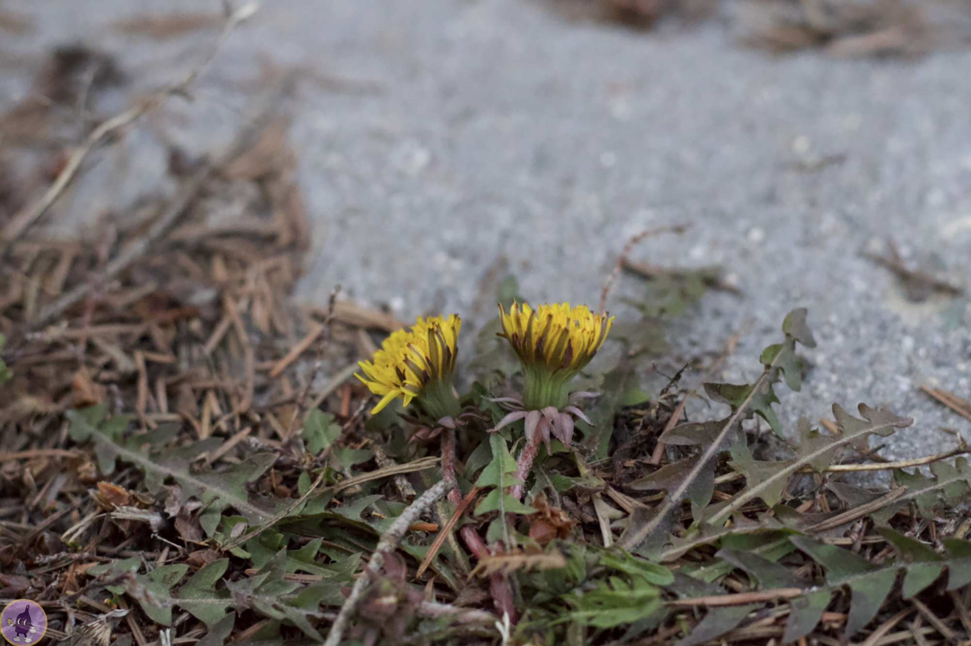 Two old friends subconsciously  growing apart until they can't bear one another. 
